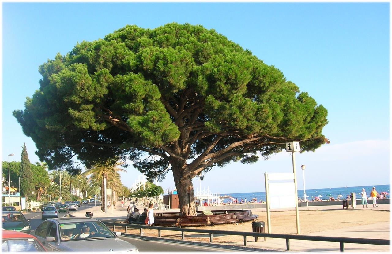 Apartamento Badia Cambrils